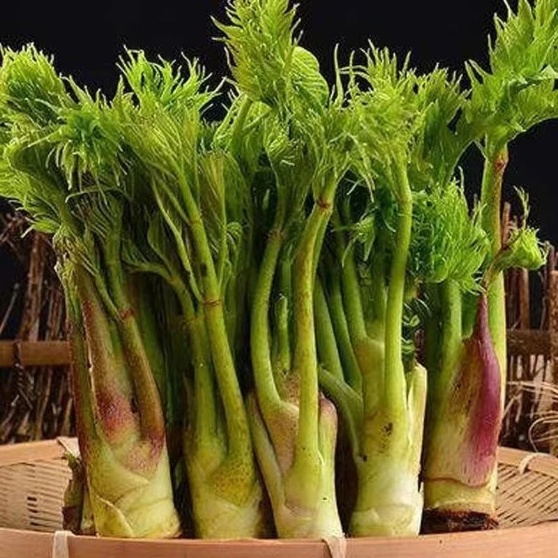 刺龙芽种子刺老芽味好树头菜山野菜刺老包种子东北刺嫩芽蔬菜种子