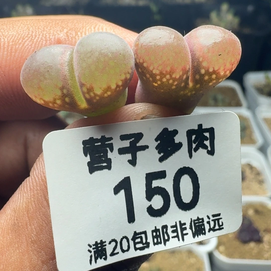 风铃