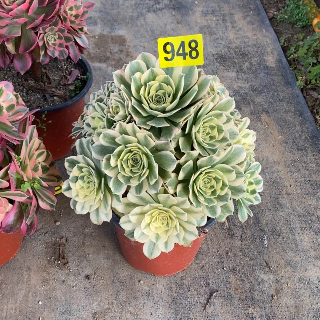 绿豆沙多肉法师948