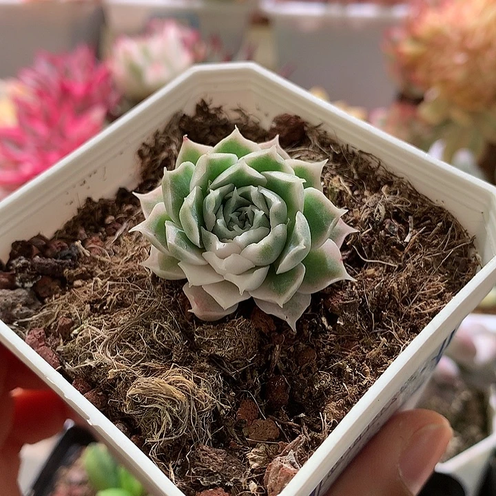 海林娜锦锦锦锦锦