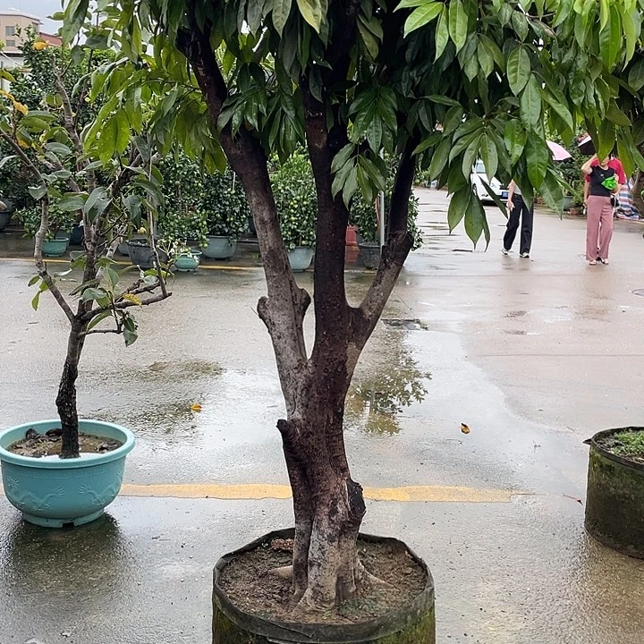 宁***K完全开放果树88888888