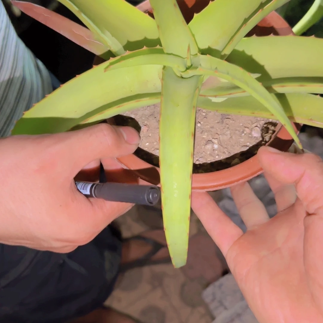 块根植物块根植物