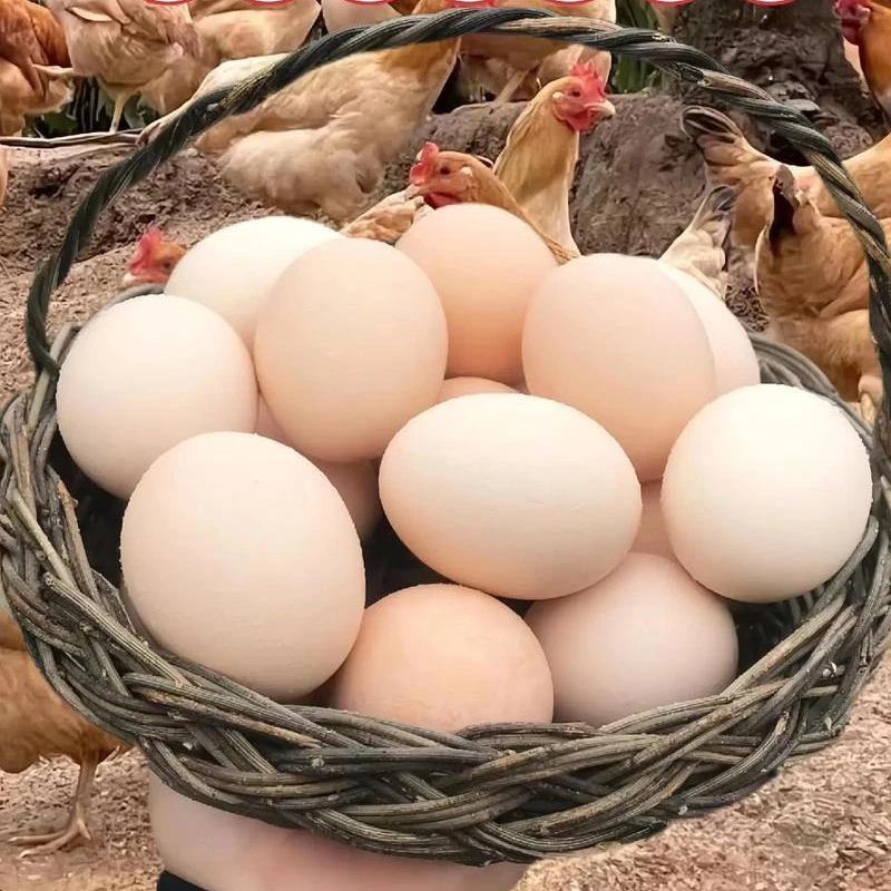 高原放养鸡蛋5枚200g
