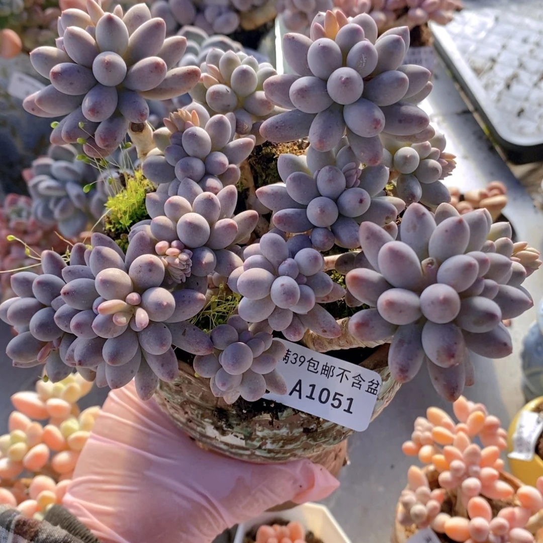 婴儿手指老桩14cm1051多肉植物