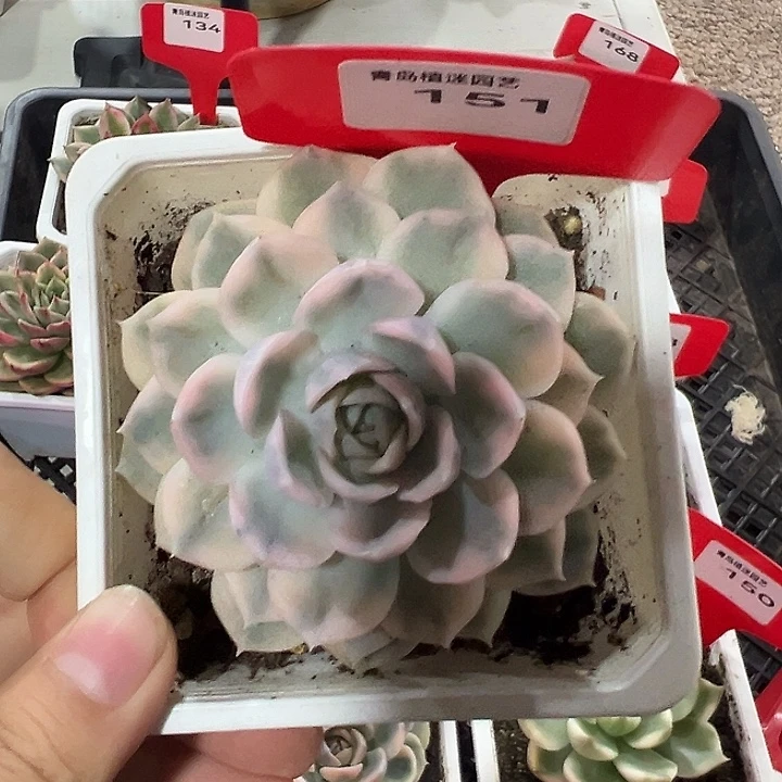 151号雪球锦多肉植物