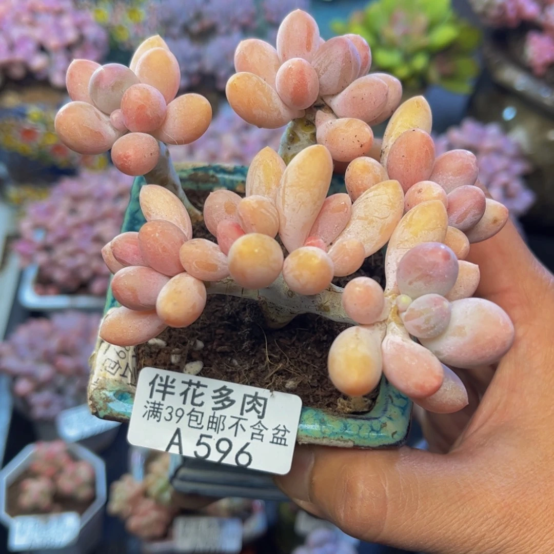 596香水手指奶酪10cm