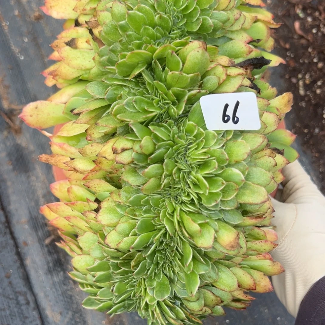 66伊丽莎白缀多肉椅子