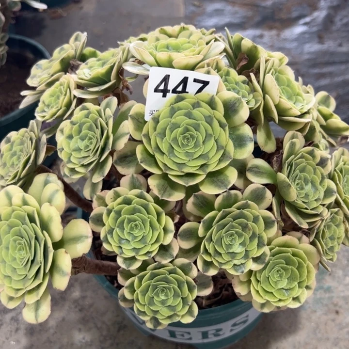 447绿豆沙25厘米左右