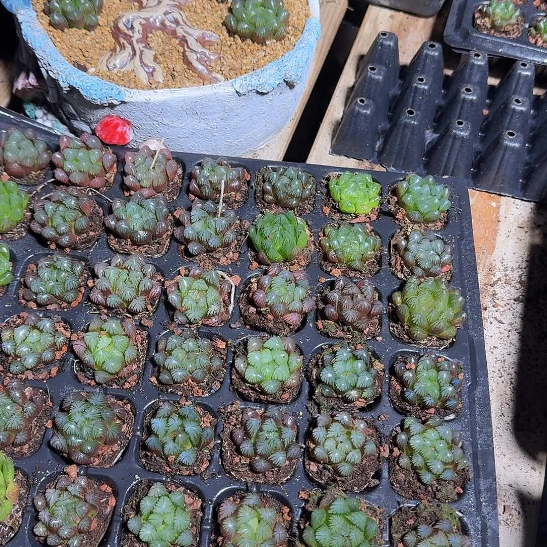 72孔玉露12颗福利量拍