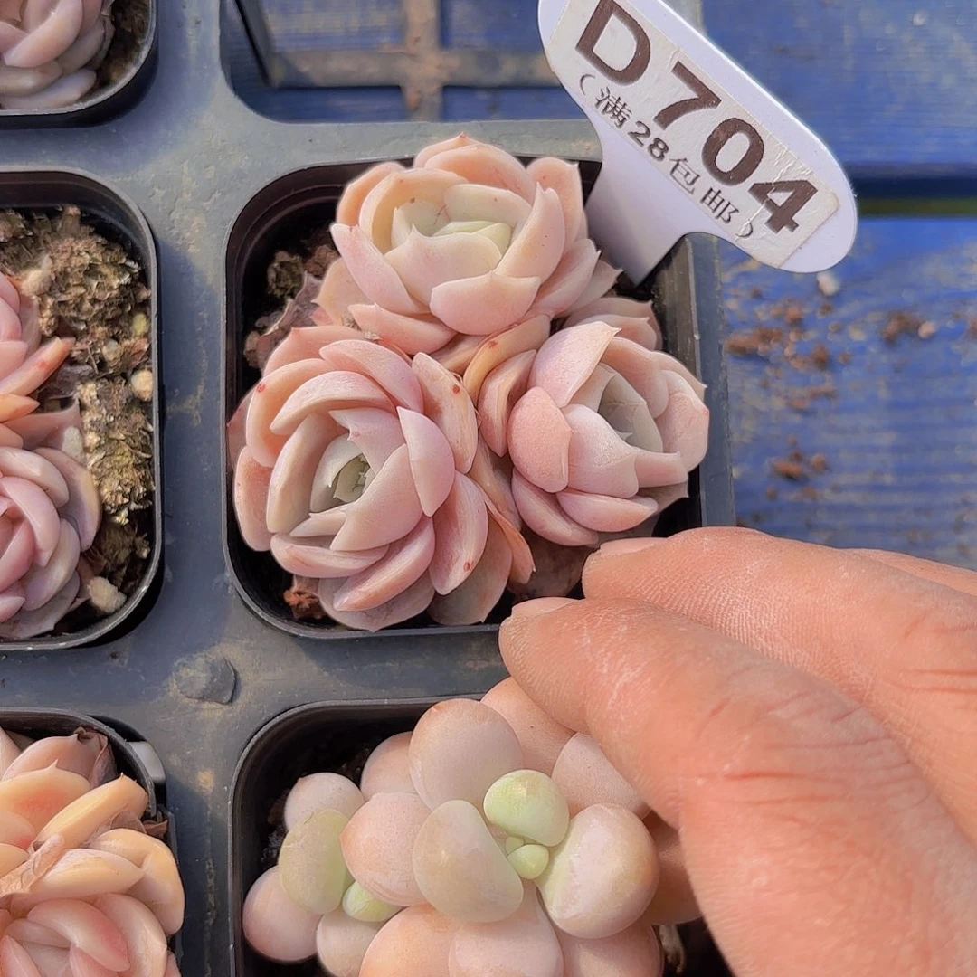 D704蓝色惊喜一物一拍