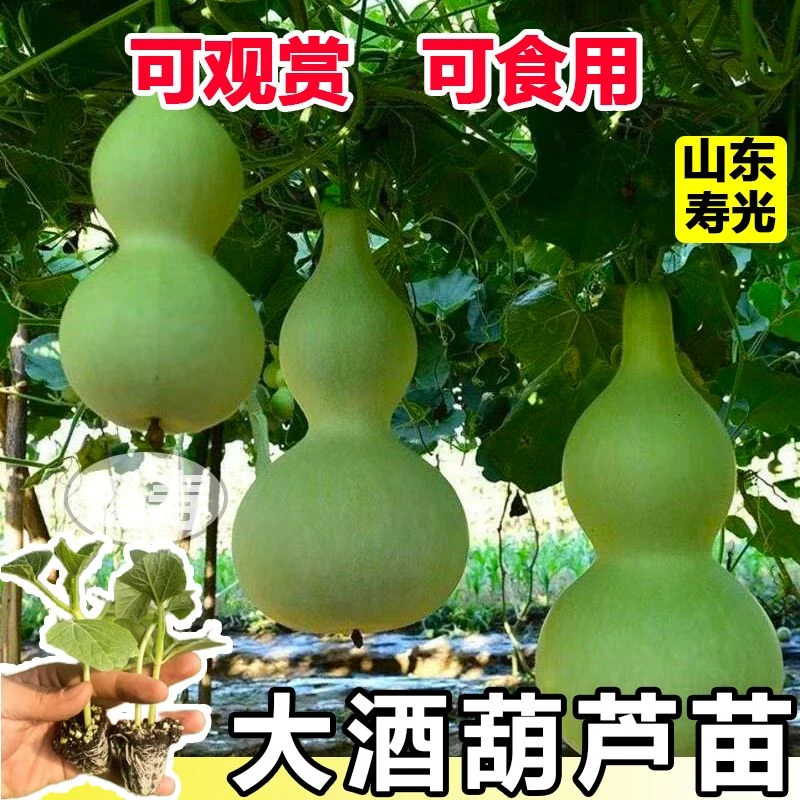 山东寿光大酒葫芦苗秧带土球根系发达易成活观赏文玩亚腰葫芦种子
