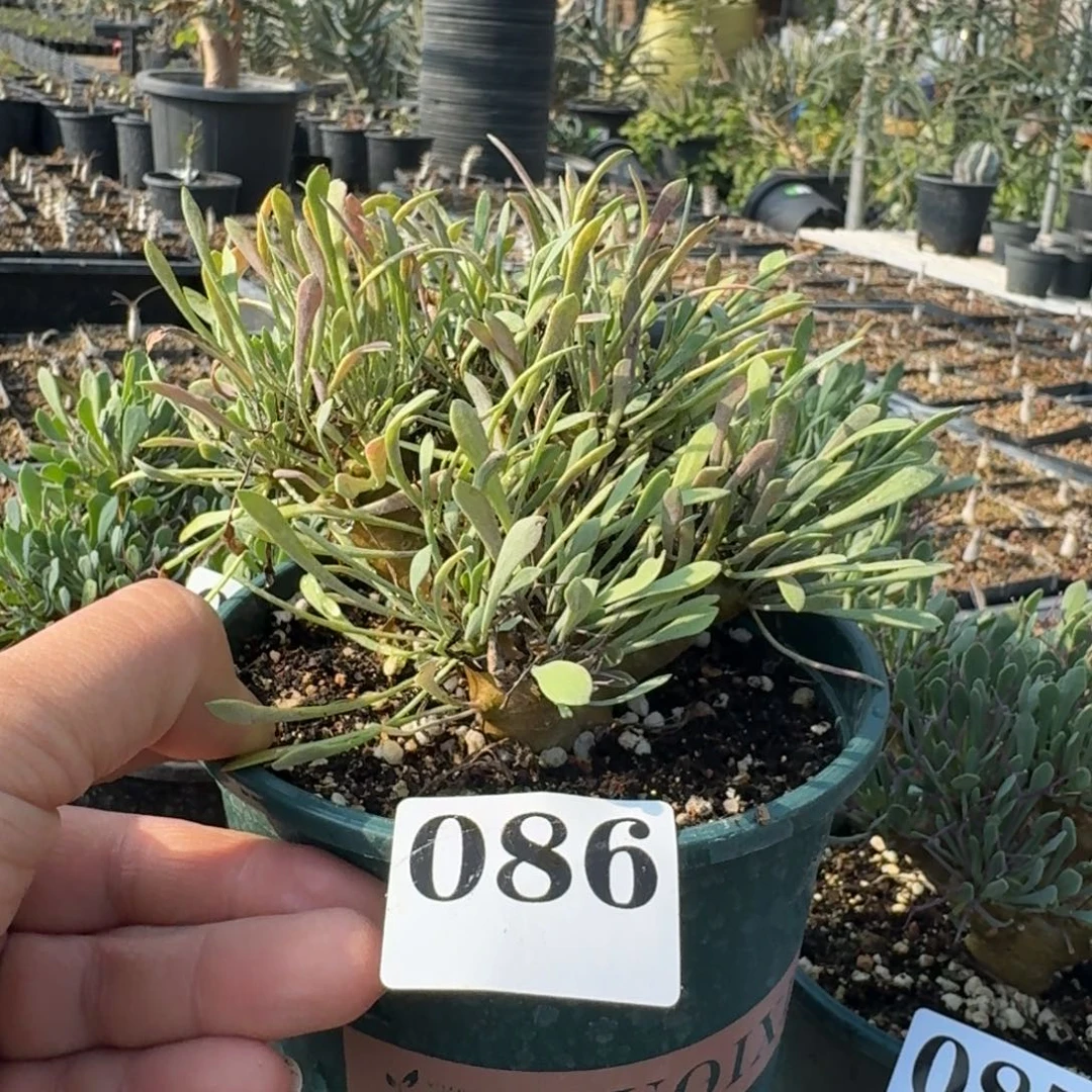 黑飘殿块根多肉植物