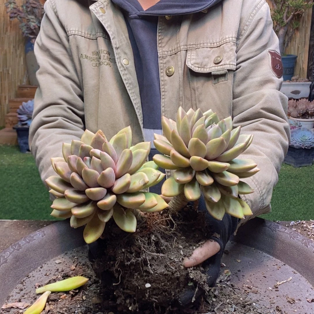 心*F89号象牙多肉植物