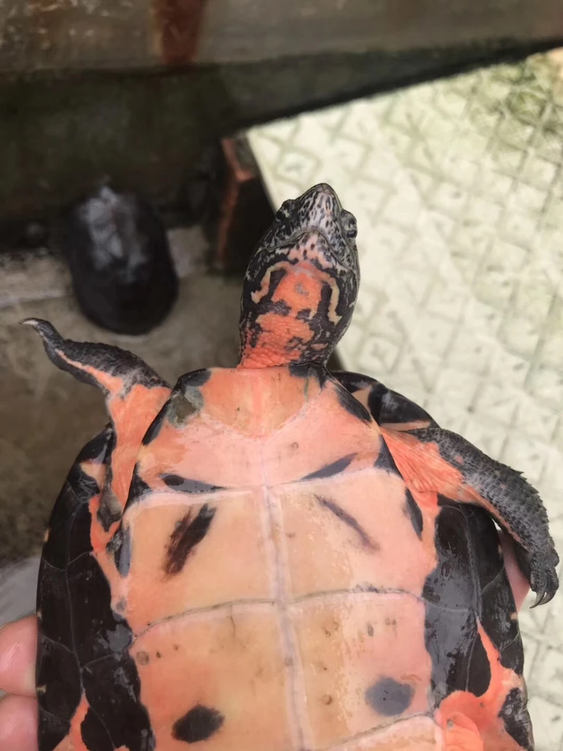 人工繁育黑劲龟活体观赏宠物乌龟深水长寿龟