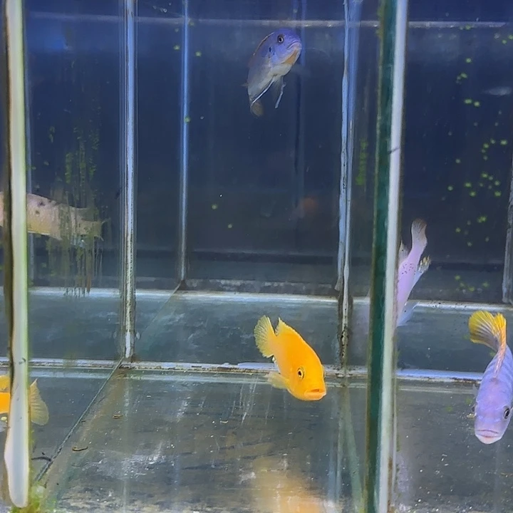 创***像海水鱼345号111111111