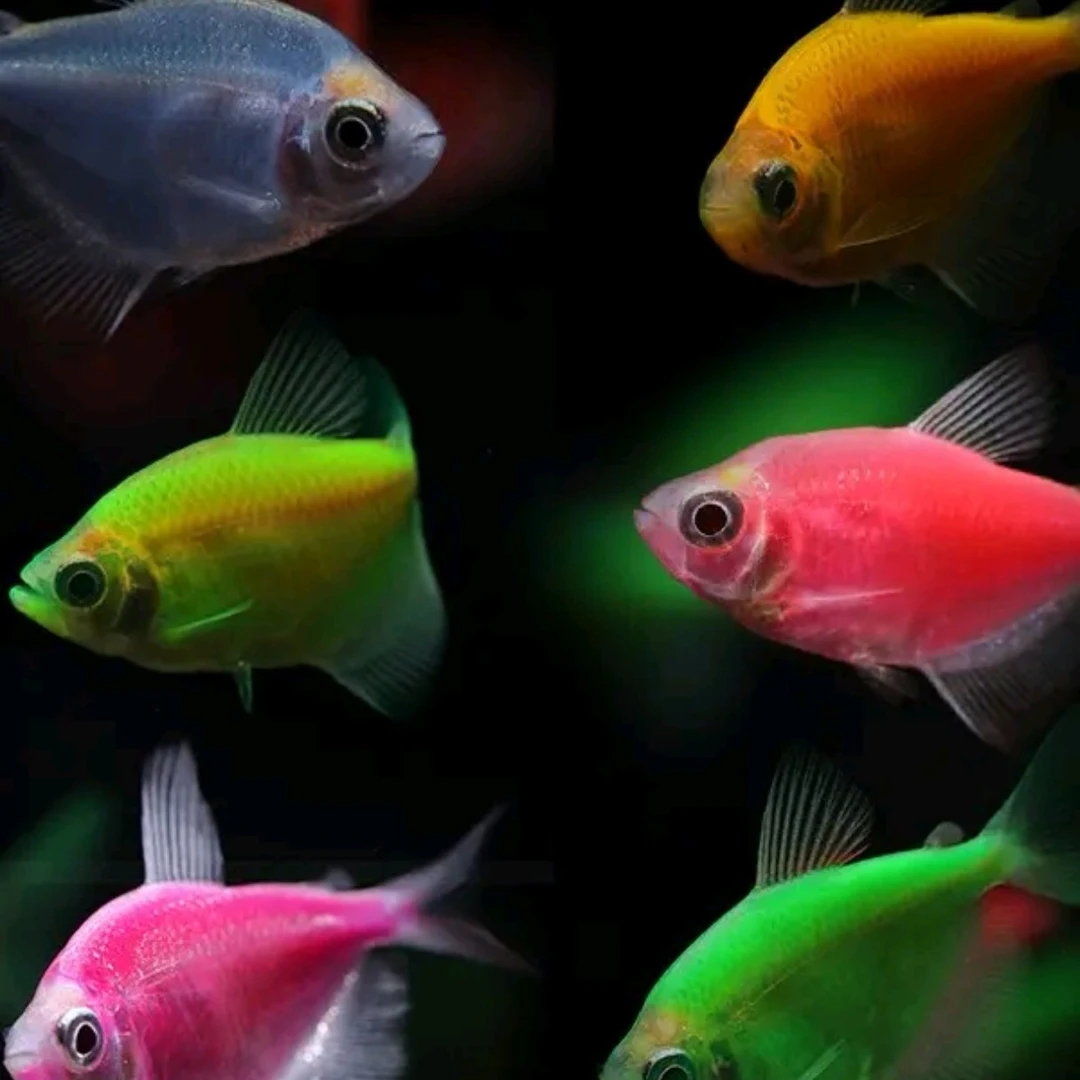 彩虎斑天使、天使鱼小型热带观赏鱼小鱼皮实耐活可混养容易饲养