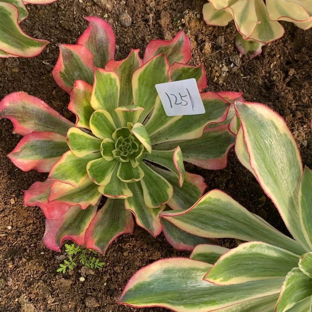 1251魅影多肉植物