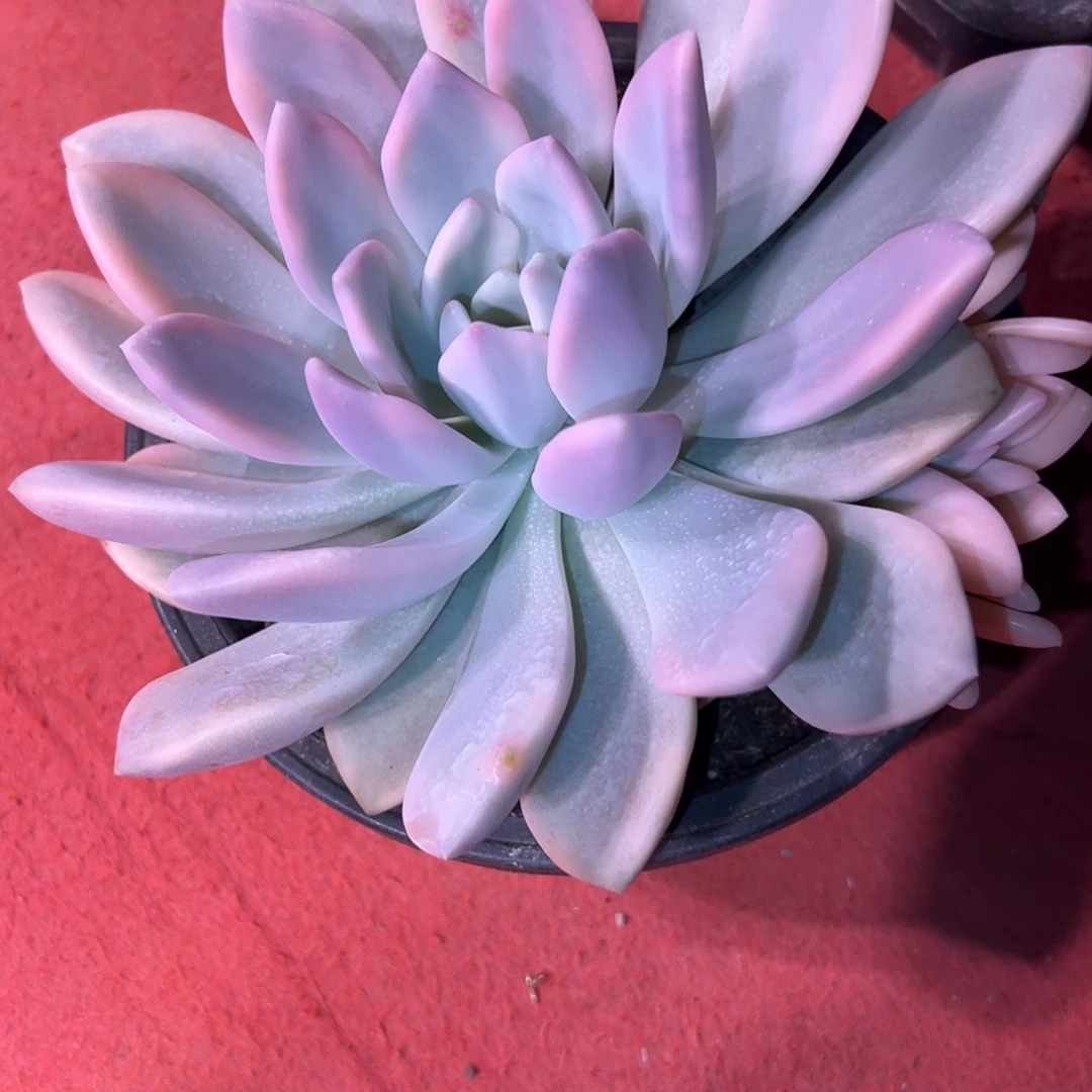 小****奥普多肉植物奥普15