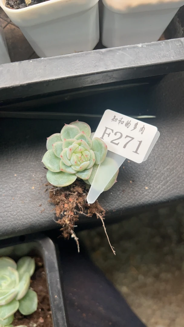 知和的多肉F271专拍链接