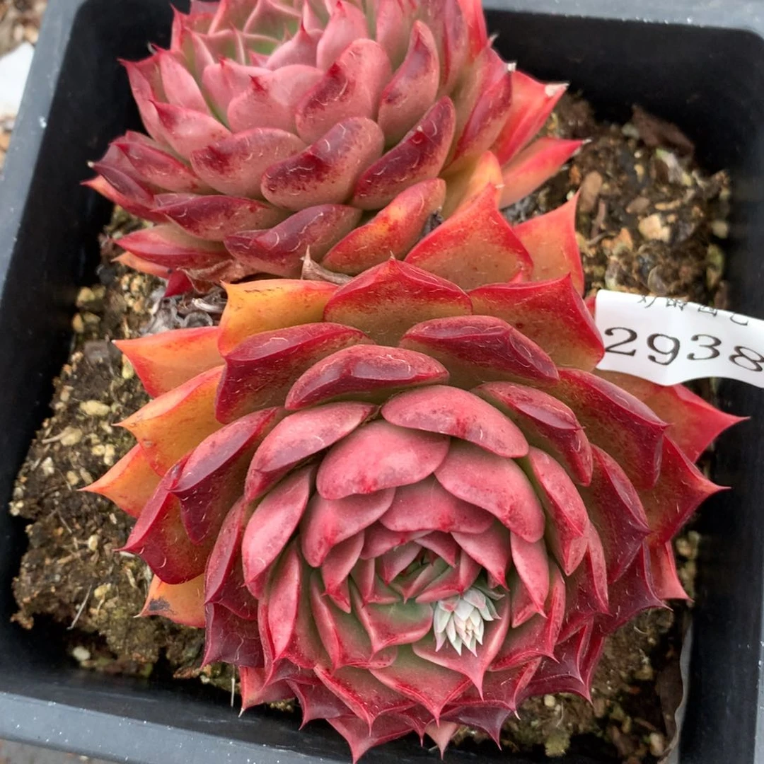 2938杂交多肉老桩