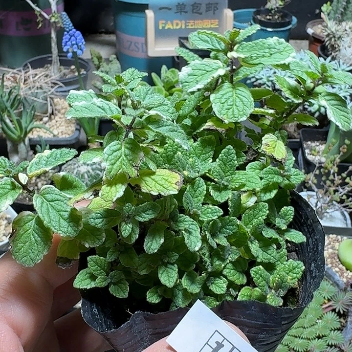 111苹果薄荷锦带土发货一个随机