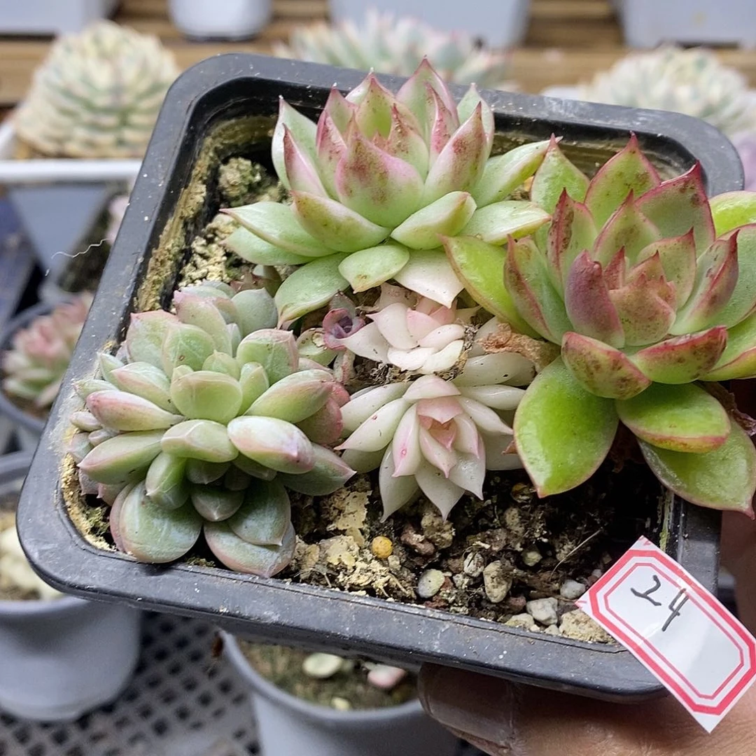 2524 绿水晶覆轮锦带宽锦头