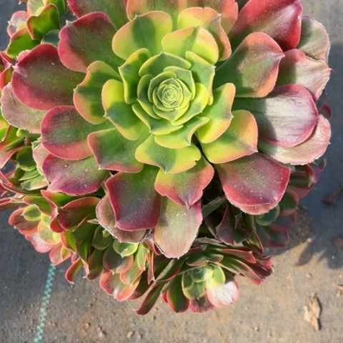 多肉植物炫彩锦。