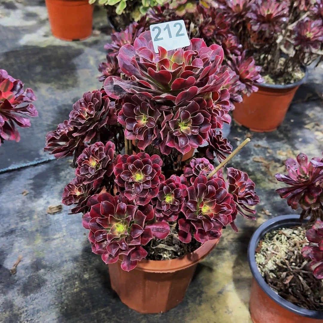 212美杜莎冠服25公分以上