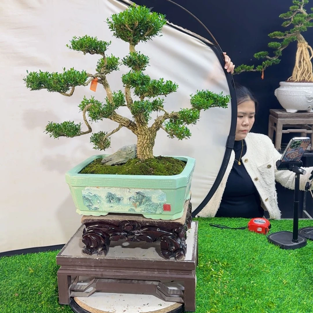 当前无花朵，栽培后可花朵