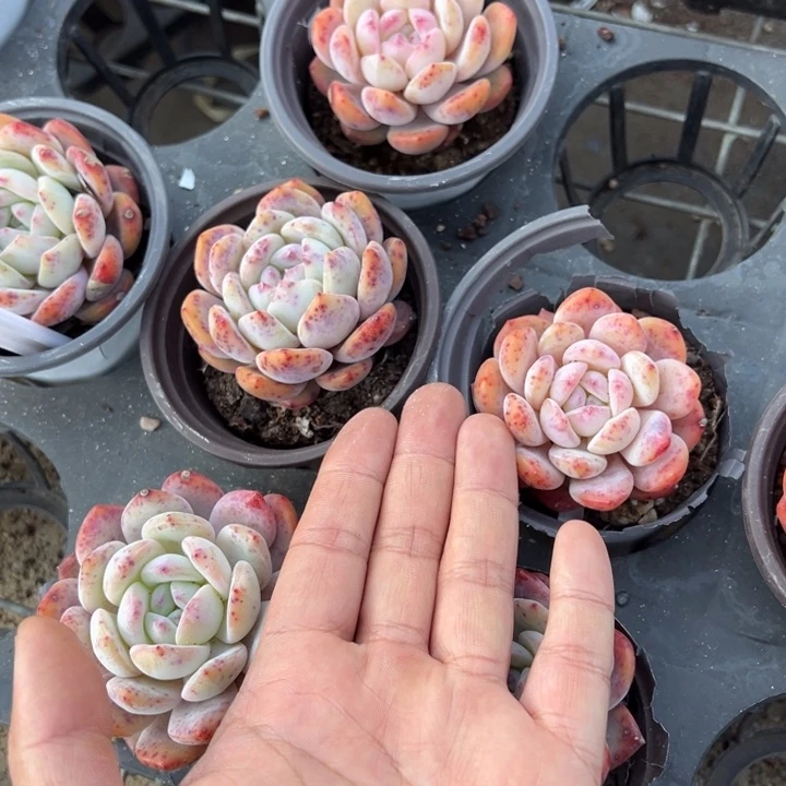 梦露单头叶片微瑕疵一颗量拍多肉满20包邮初7发