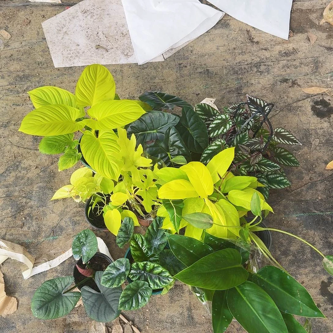 完全开放全家福套餐
