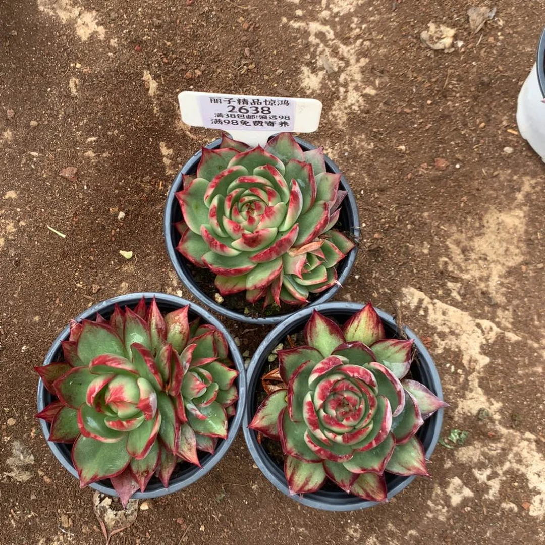 凌***32638多肉植物3颗惊鸿