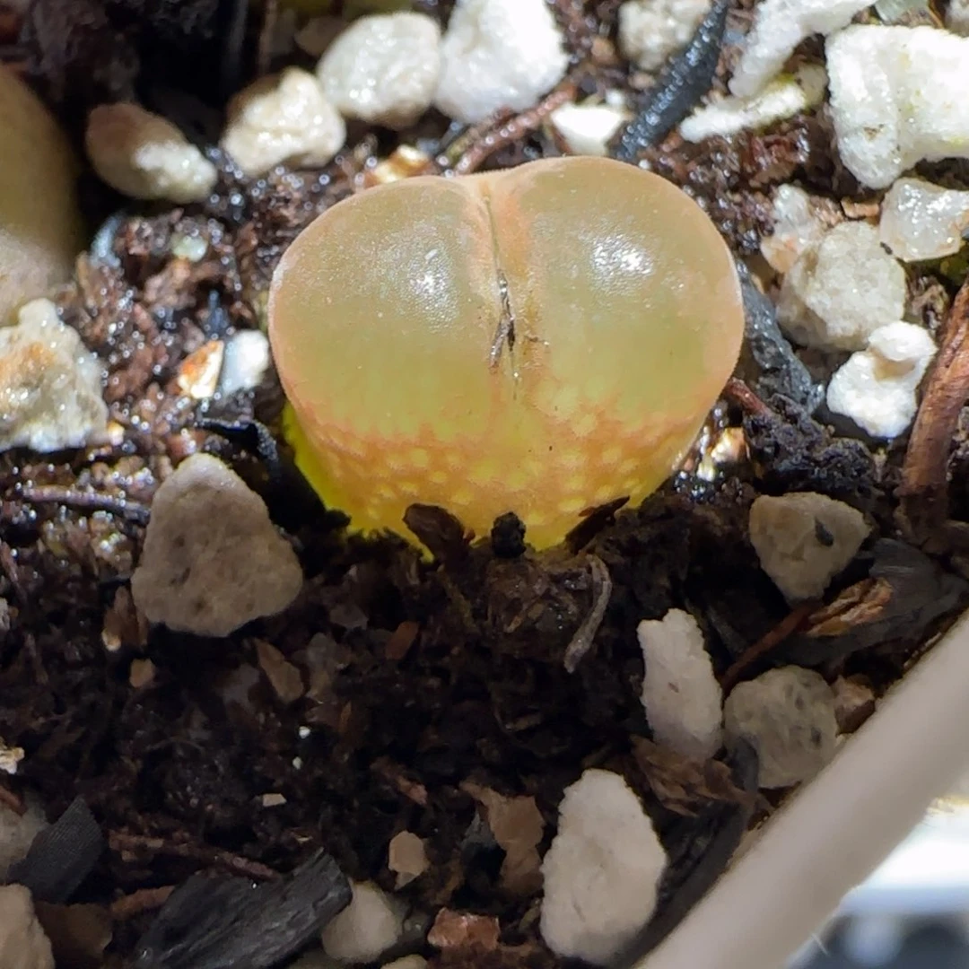 肉锥多肉植物百科30-1453.75风铃1096