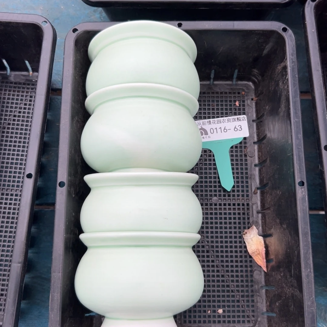 多肉精选编号0116.63