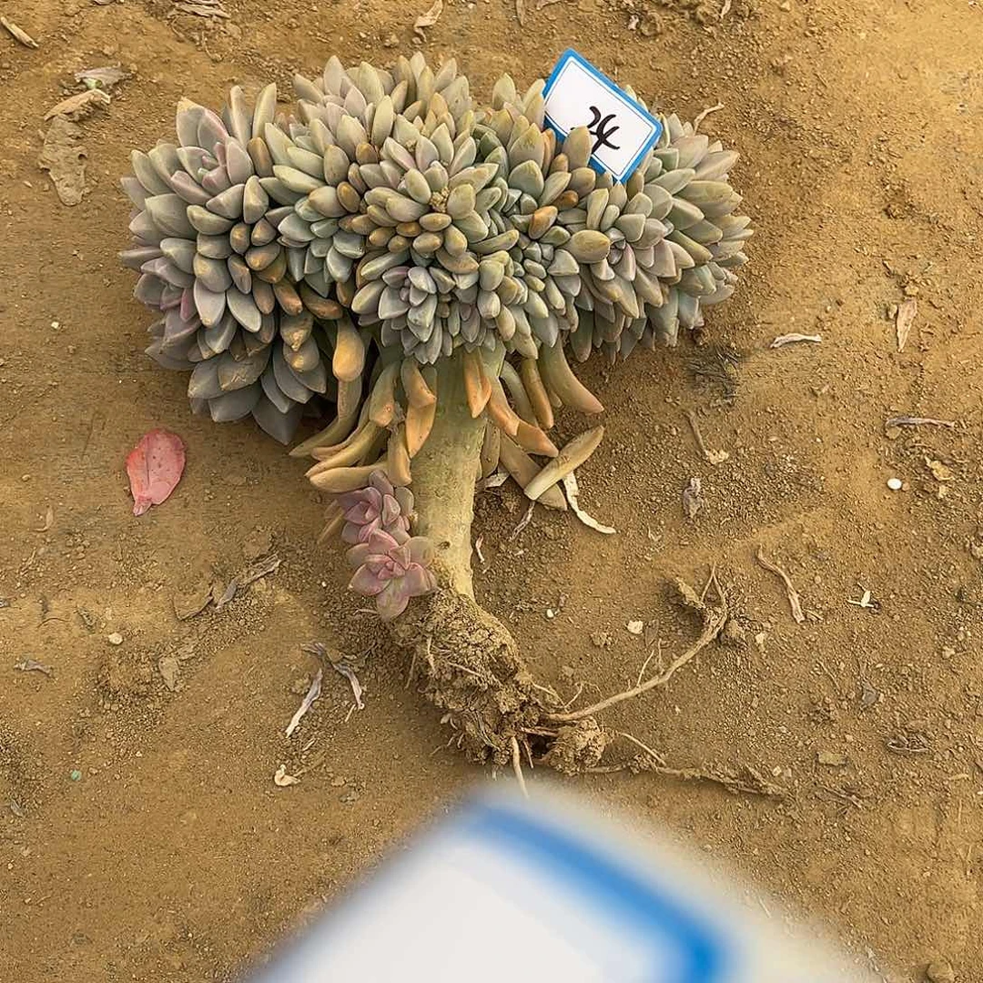 24号淡雪缀化一物一拍