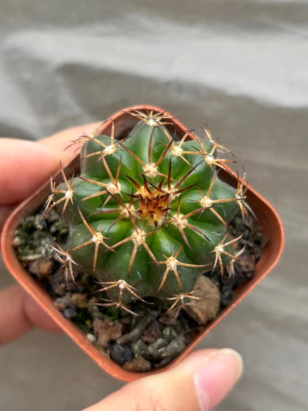 圆盘玉开花绿植一物一拍