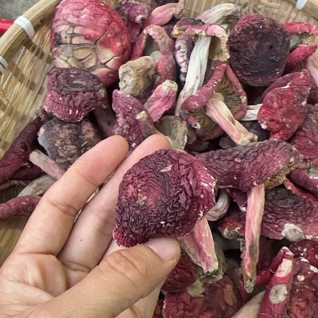 福建蓝底灰肉正红菇2025年新菇高品质