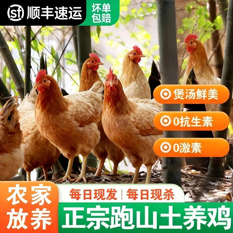 【纯正土鸡】原生态正宗老母鸡散养农家土鸡老鸡整只新鲜走地鸡肉香