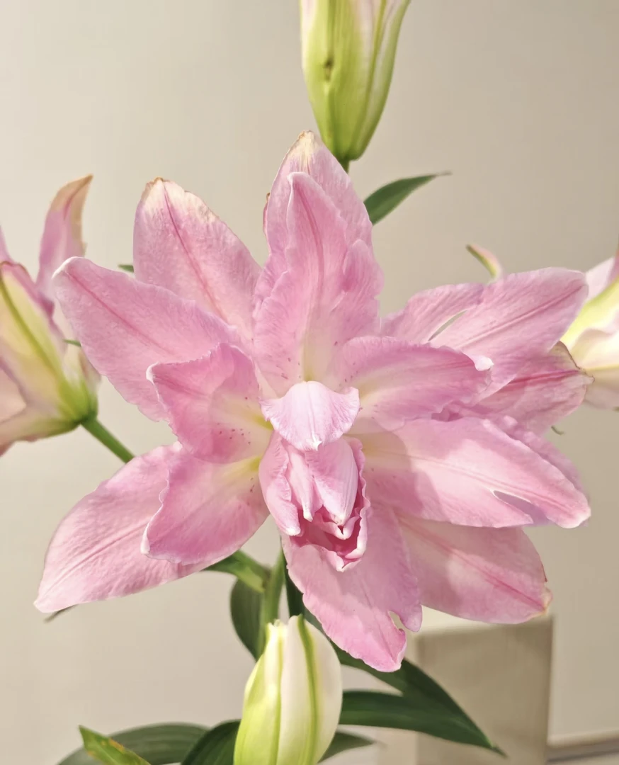 进口百合花种球《莲花春天周长16/18cm》1颗重瓣有香味多年生