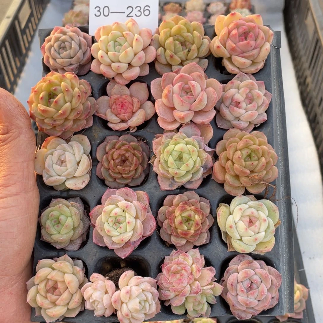 一物一拍20颗小苗30-236