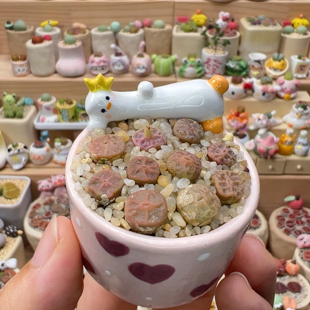 多肉植物68号烧卖