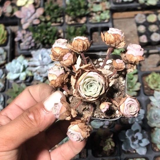 u***0纯爱系列出版社花雨在北京