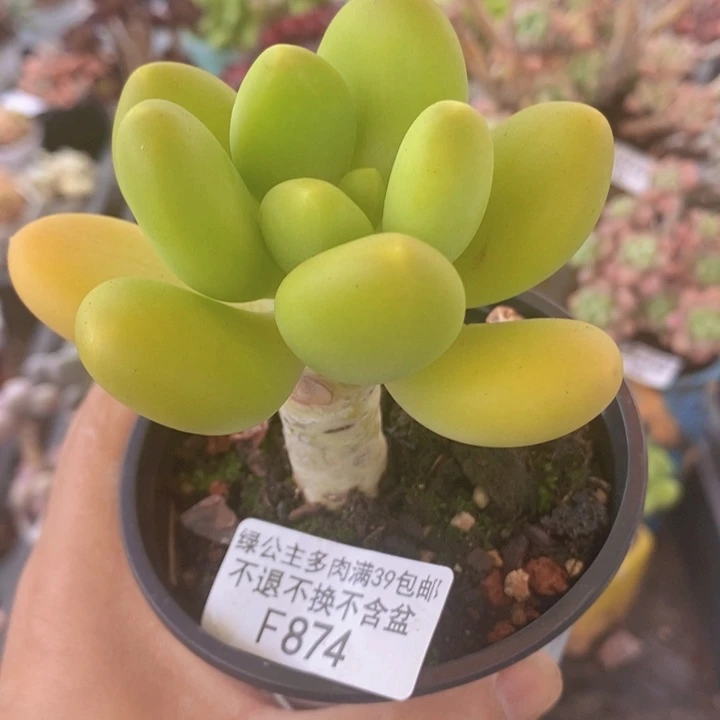 金蝉单头874多肉植物