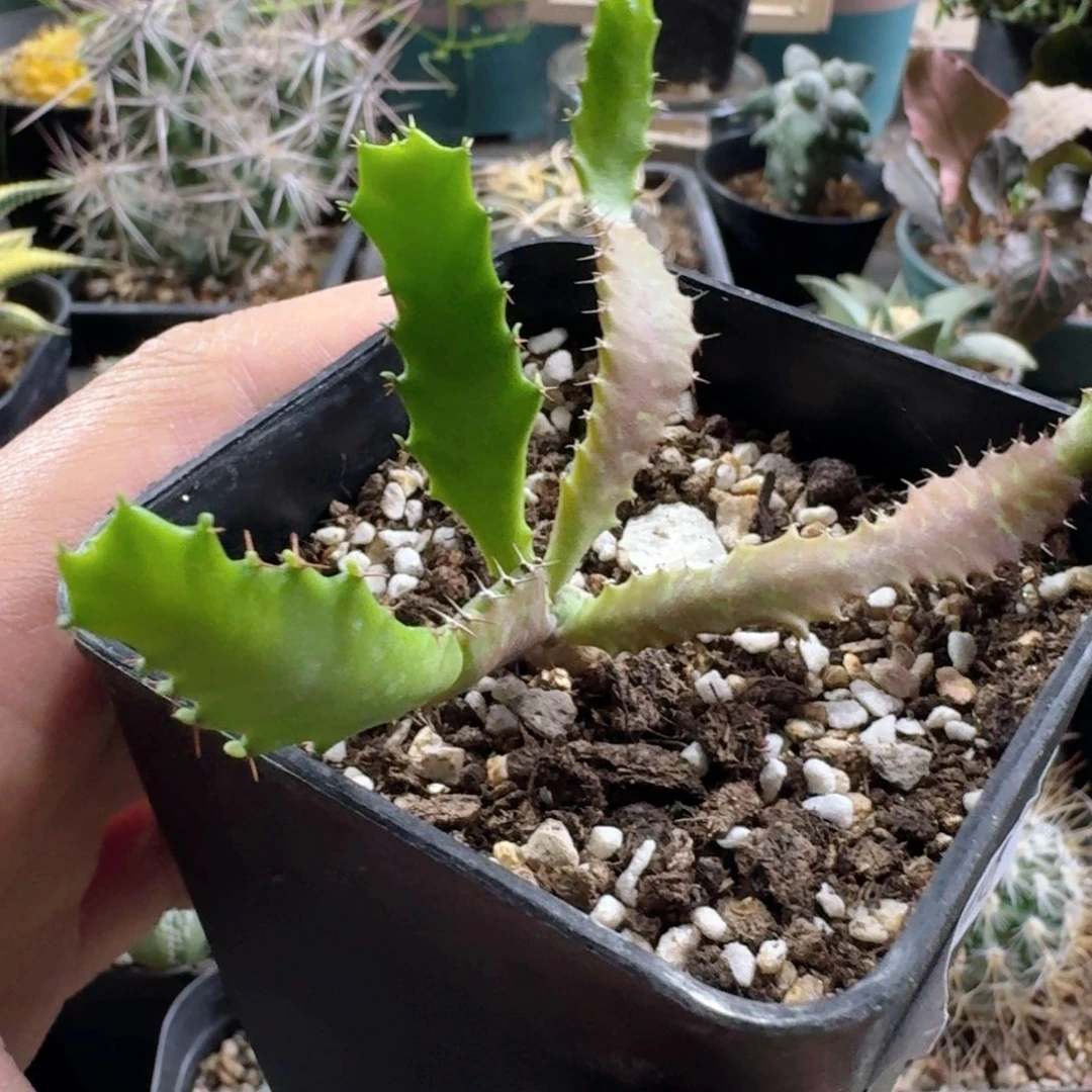 376飞龙脱土发货实生