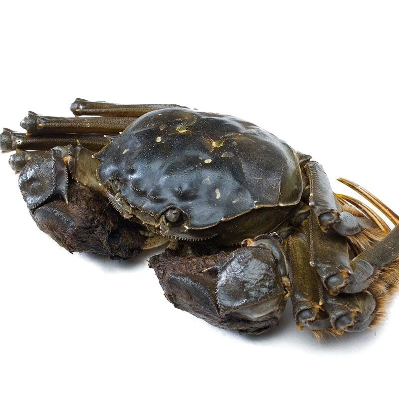 【鲜活】公蟹/只