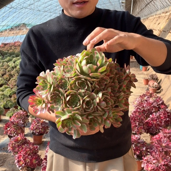 精品超大超大安娜