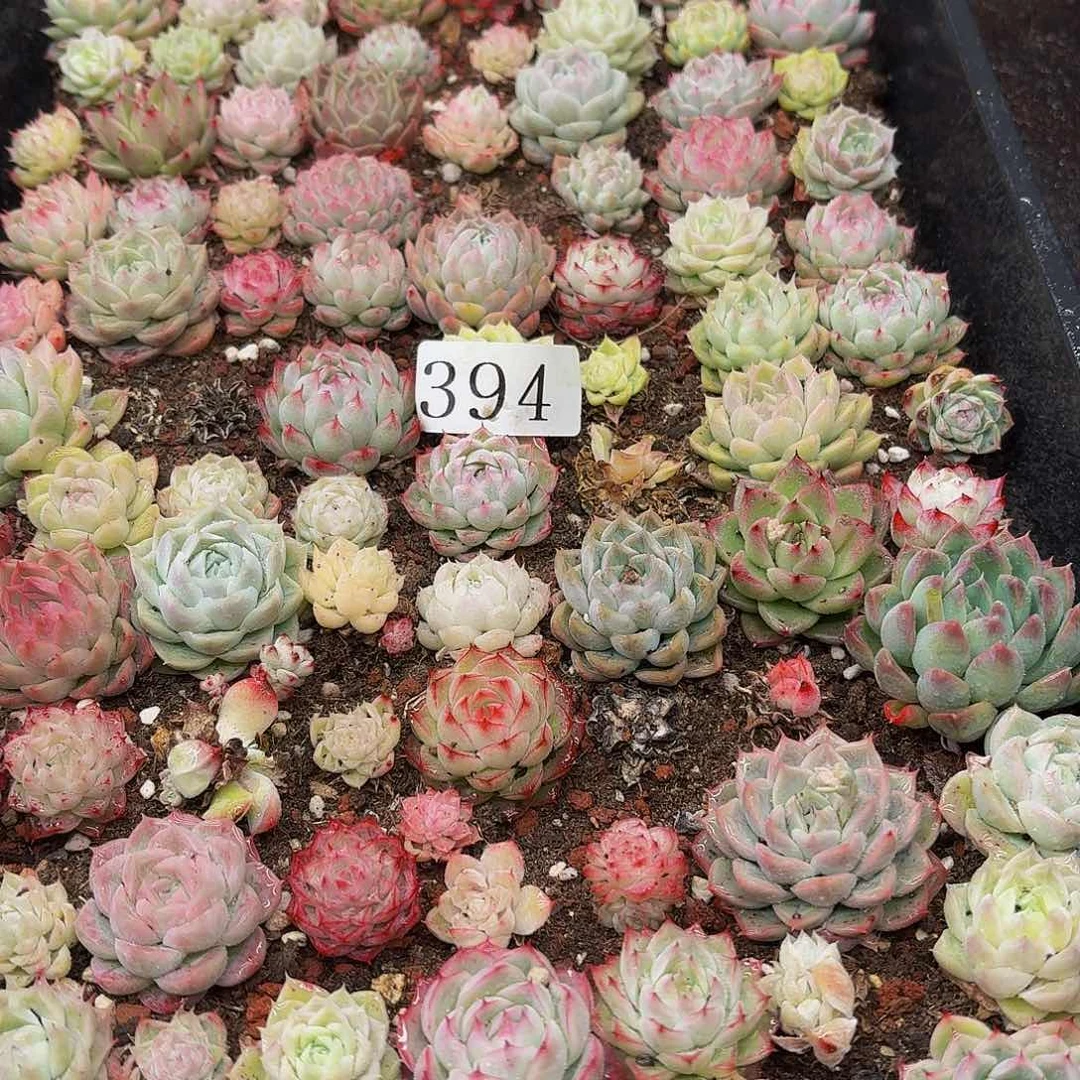 多肉植物多肉植物394