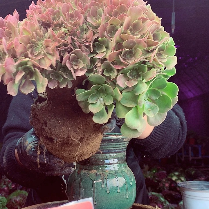 柒柒精品多肉脱土发货不包断侧枝283