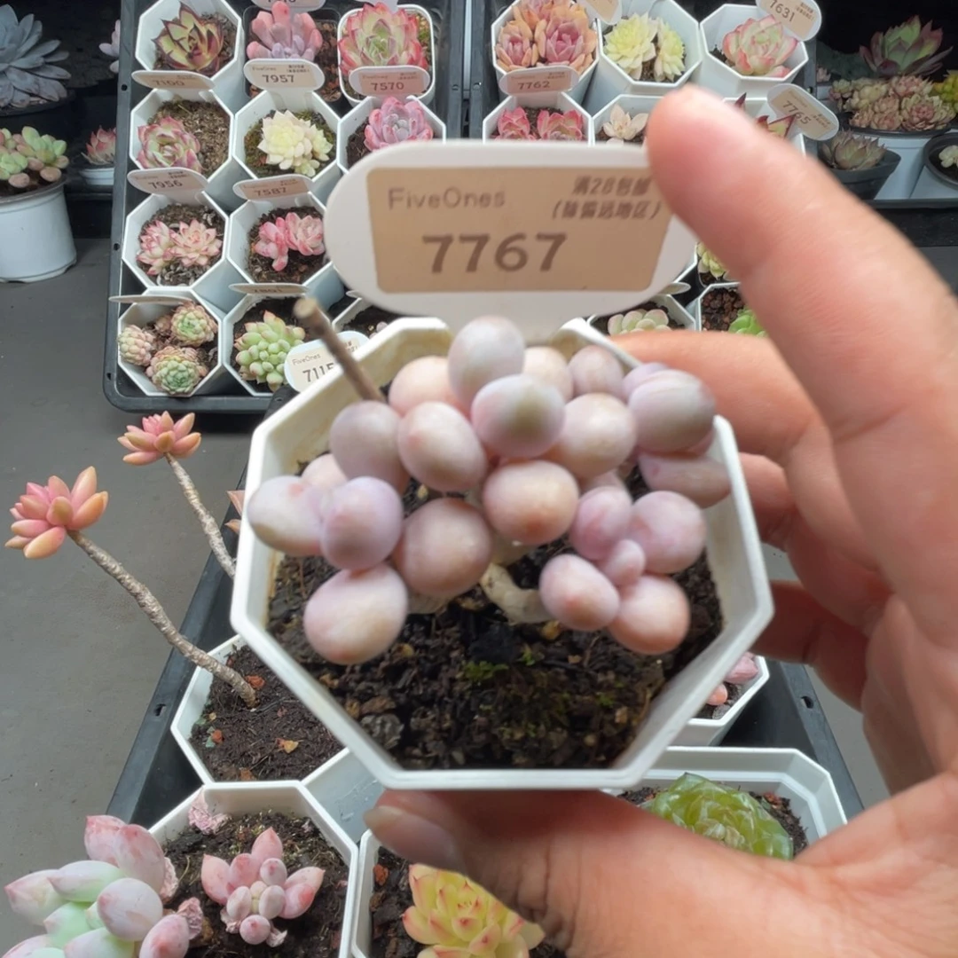 7767桃蛋  4.0厘米