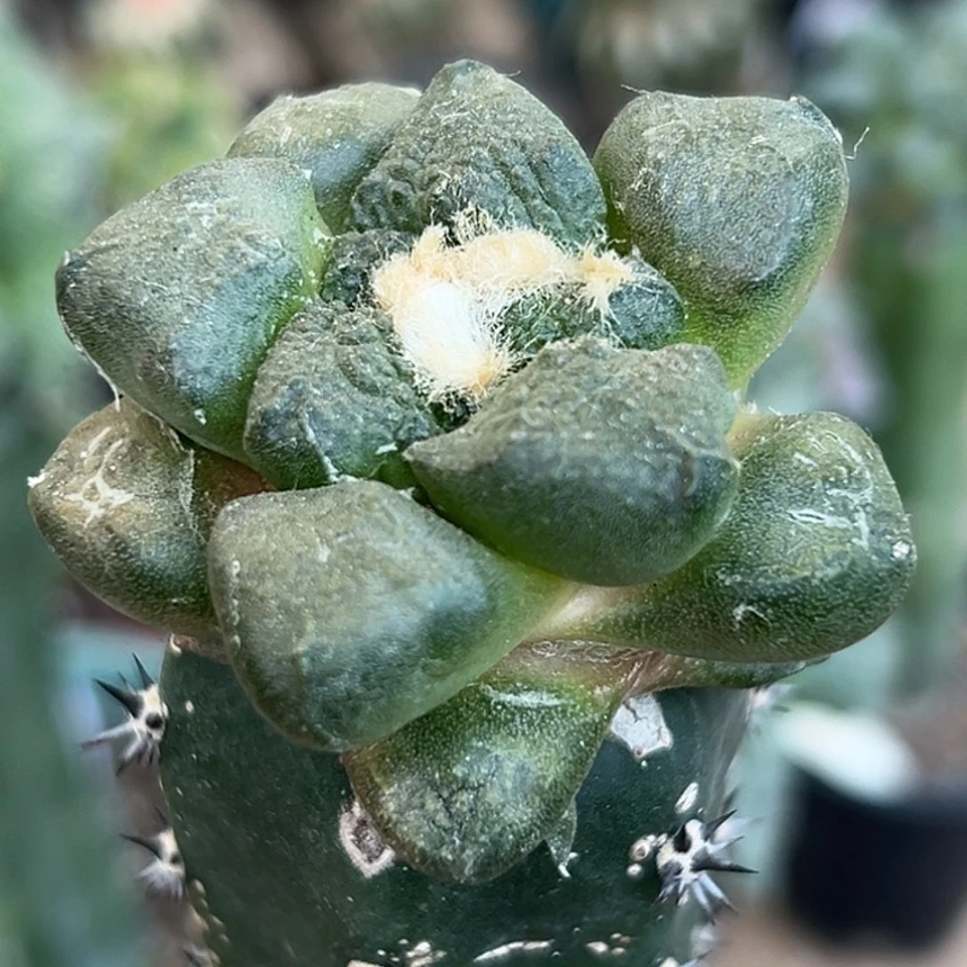 完全开放福利绣普蛋尤连山牡丹069